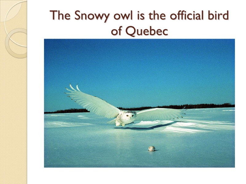 The Snowy owl is the official bird  of Quebec